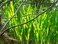 2011-0424_1430_Orange_Grass_23,7C